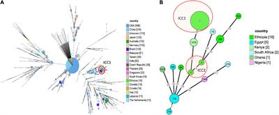 Frontiers Molecular Epidemiology And Antimicrobial Susceptibility Of